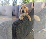 Small #5 Golden Retriever