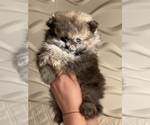 Small Photo #10 Pomeranian Puppy For Sale in BRICK, NJ, USA