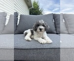 Small #1 Cavapoo