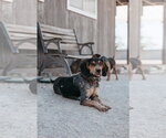 Small #7 Coonhound