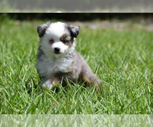 Miniature Australian Shepherd Puppy for sale in PALM COAST, FL, USA