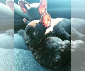 French Bulldog Puppy for sale in CHULA VISTA, CA, USA