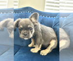 Small Photo #22 French Bulldog Puppy For Sale in WASHINGTON, DC, USA