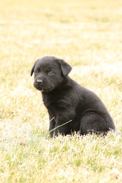 Medium Photo #2 Labrador Retriever-Siberian Husky Mix Puppy For Sale in WOODFORD, VA, USA
