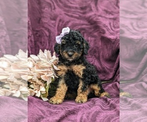 Dachshund Puppy for sale in OXFORD, PA, USA