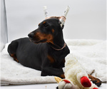 Small #9 Doberman Pinscher