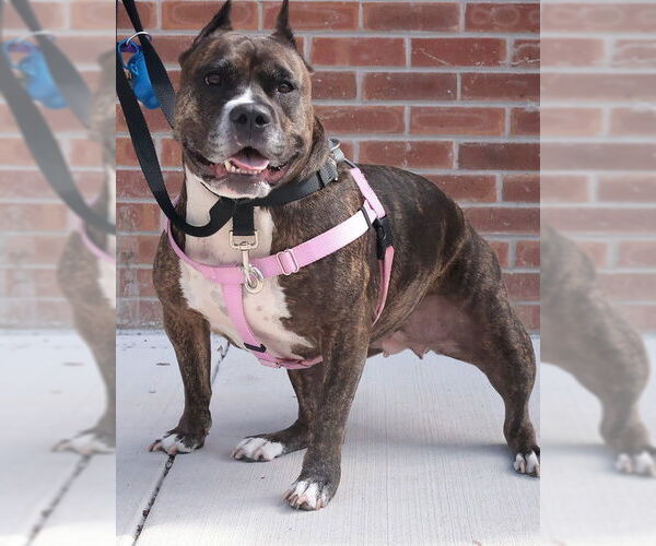 Medium Photo #35 Mutt Puppy For Sale in Philadelphia, PA, USA