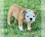 Small Photo #20 Bulldog Puppy For Sale in NORCO, CA, USA