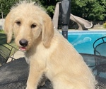 Small Photo #1 Labradoodle Puppy For Sale in CHELSEA, AL, USA
