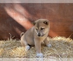 Small Photo #3 Shiba Inu Puppy For Sale in NEW ATHENS, IL, USA