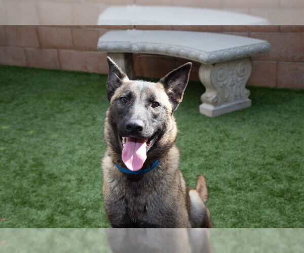 Medium Photo #3 Mutt Puppy For Sale in Moreno Valley, CA, USA