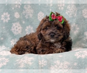 Cockapoo Puppy for sale in LAKELAND, FL, USA