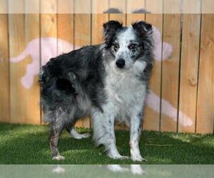 Australian Shepherd Dogs for adoption in West Valley, UT, USA