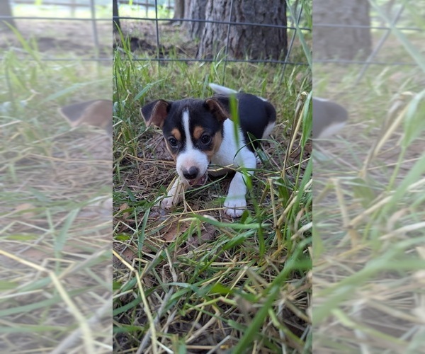 Medium Photo #2 Rat Terrier Puppy For Sale in WHITAKERS, NC, USA