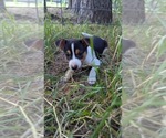 Small #1 Rat Terrier