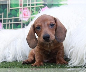 Dachshund Puppy for sale in MARIETTA, GA, USA