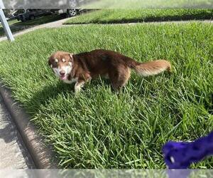 Siberian Husky-Unknown Mix Dogs for adoption in Houston, TX, USA