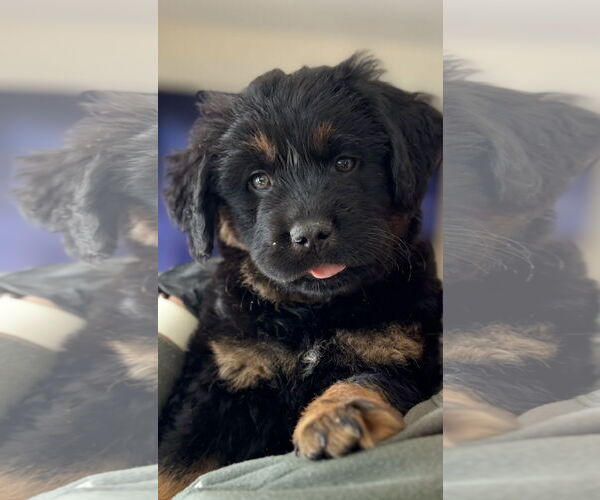 Medium Photo #4 Golden Retriever-Unknown Mix Puppy For Sale in Grafton, WI, USA