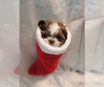 Small Photo #6 Shih Tzu Puppy For Sale in ALLENSVILLE, KY, USA
