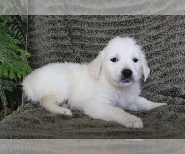 Medium Photo #4 English Cream Golden Retriever Puppy For Sale in SHILOH, OH, USA