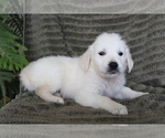 Small Photo #4 English Cream Golden Retriever Puppy For Sale in SHILOH, OH, USA