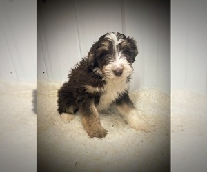 Aussiedoodle Puppy for Sale in NORTH VERNON, Indiana USA