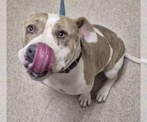 Mutt Dogs for adoption in Bakersfield, CA, USA