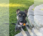 Small Photo #2 German Shepherd Dog Puppy For Sale in NIXA, MO, USA
