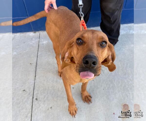 Medium Photo #4 Rhodesian Ridgeback-Unknown Mix Puppy For Sale in Washington, DC, USA