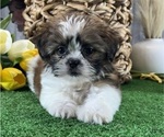 Small #4 Shih Tzu