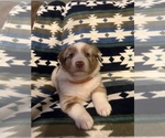 Small Photo #2 Australian Shepherd Puppy For Sale in TOW, TX, USA
