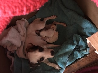 Mother of the Jack Russell Terrier puppies born on 04/10/2018