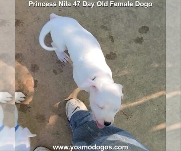 Medium Photo #24 Dogo Argentino Puppy For Sale in JANE, MO, USA