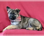 Small Photo #4 German Shepherd Dog Puppy For Sale in NEW PROVIDENCE, PA, USA