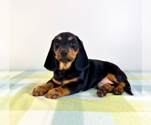 Medium Photo #3 Dorgi Puppy For Sale in GREENFIELD, IN, USA