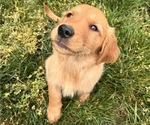 Puppy Orion Golden Retriever