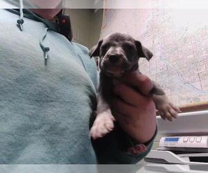 Texas Heeler-Unknown Mix Dogs for adoption in Tulsa, OK, USA