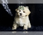 Puppy 17 Maltipoo (Miniature)