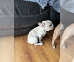 Small Photo #5 French Bulldog Puppy For Sale in NISKAYUNA, NY, USA