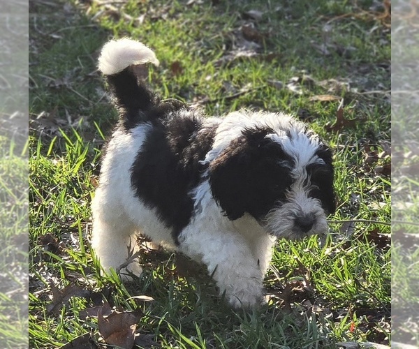 Medium Photo #17 Bernedoodle Puppy For Sale in GREENWOOD, IN, USA