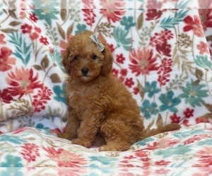 Cavapoo Puppy for sale in LAKELAND, FL, USA