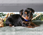 Small #2 Yorkshire Terrier