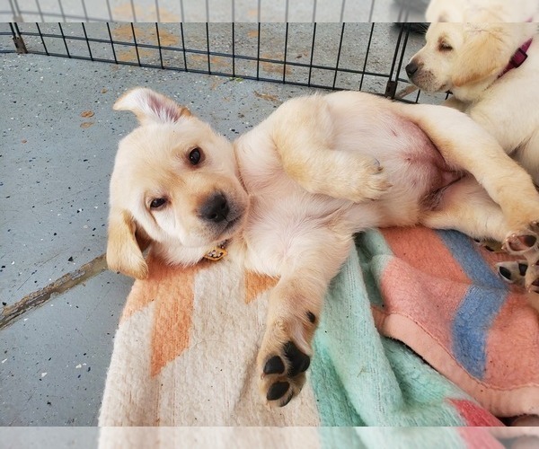 Medium Photo #9 Labrador Retriever Puppy For Sale in WATERFORD, WI, USA