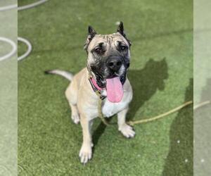 Presa Canario-Unknown Mix Dogs for adoption in Las Vegas, NV, USA