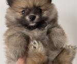 Small Photo #3 Pomeranian Puppy For Sale in HUNTINGTON BEACH, CA, USA