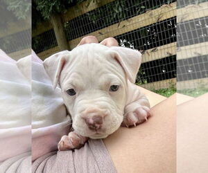 American Pit Bull Terrier Dogs for adoption in Alexandria, VA, USA