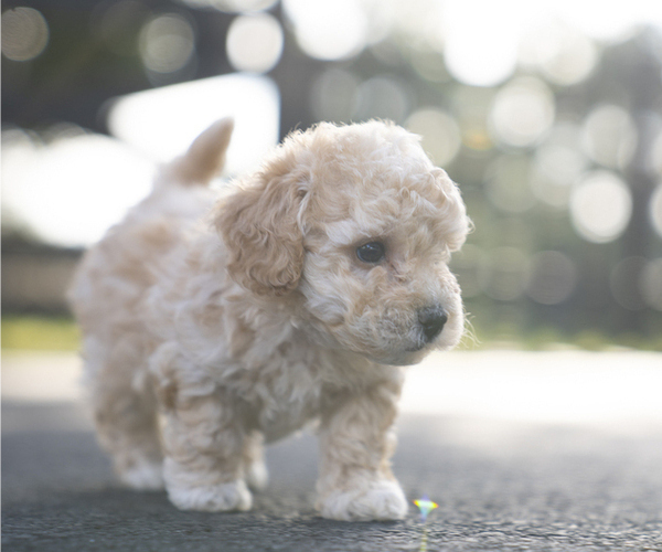 Medium Photo #6 Bichpoo-Maltipoo Mix Puppy For Sale in LEESBURG, VA, USA