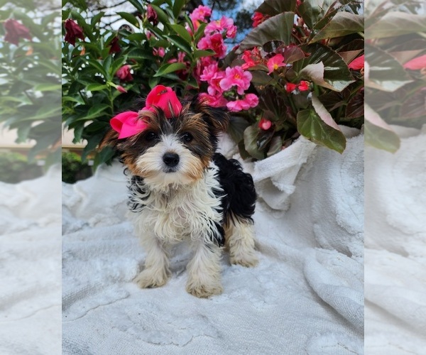 Medium Photo #1 Yorkshire Terrier Puppy For Sale in INDIANAPOLIS, IN, USA