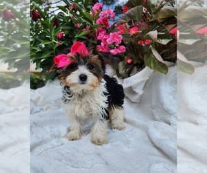Yorkshire Terrier Puppy for sale in INDIANAPOLIS, IN, USA
