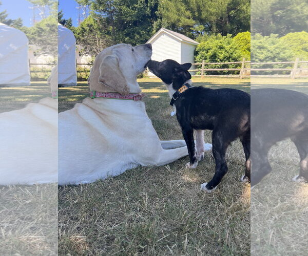Medium Photo #10 Mutt Puppy For Sale in Oakhurst, NJ, USA